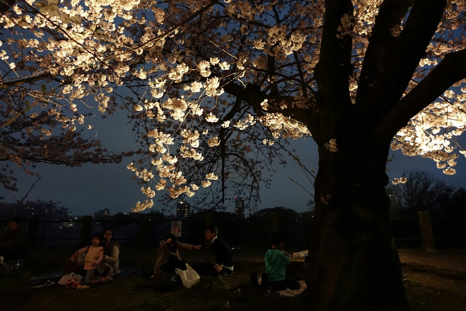 Photo of a young woman celebrating with friends during cherry blossom season in Tokyo Japan